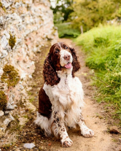 English Springer Spaniel Artified Pets 8 X 10 Journal/Notebook/Diary 140 Pages