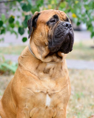 Bullmastiff Artified Pets Journal/Notebook/Diary, 8 by 10 and 160 Pages