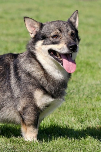 Swedish Vallhund Artified Pets Dog Journal/Notebook/Diary with Wraparound Cover Image