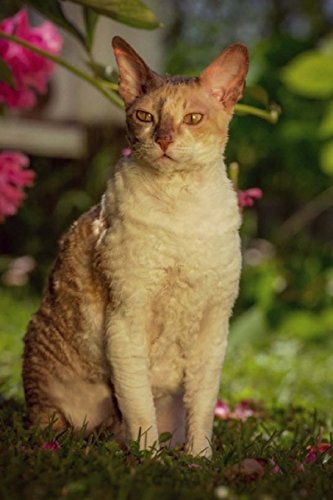 Cornish Rex Artified Pets Cat Journal/Notebook/Diary