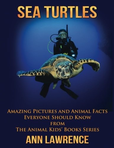 Sea Turtles Amazing Pictures and Animal Facts Everyone Should Know