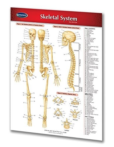 Skeletal System
