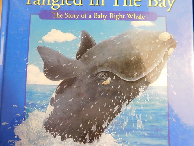 Tangled in the Bay The Story of a Northern Right Whale Calf