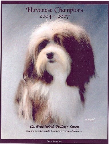 Havanese Champions, 2004-2007