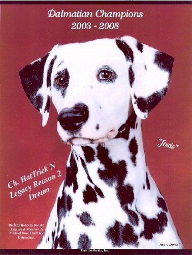 Dalmatian Champions, 2003-2008