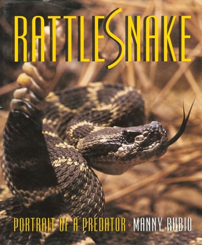 Rattlesnake Portrait of a Predator