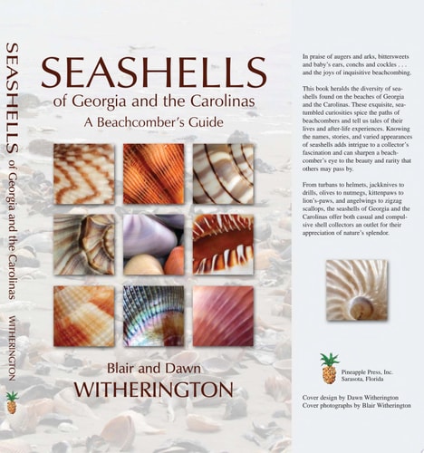Seashells of Georgia and the Carolinas
