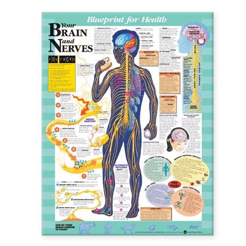 Blueprint for Health: Your Brain and Nerves Chart