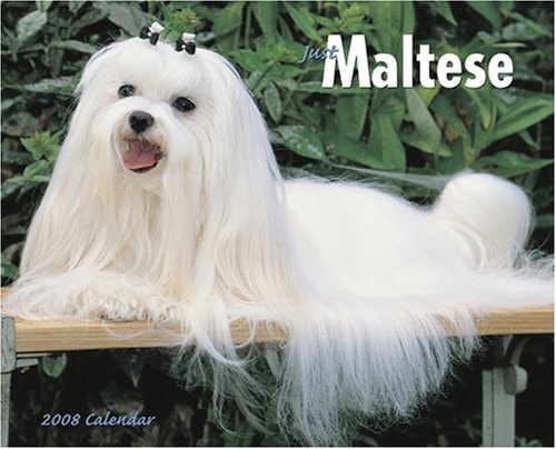 Just Maltese 2008 Calendar