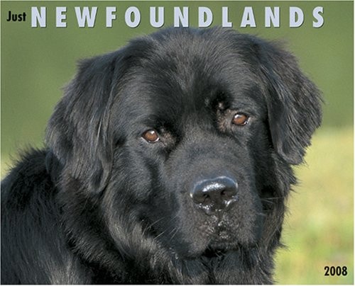 Just Newfoundlands 2008 Calendar