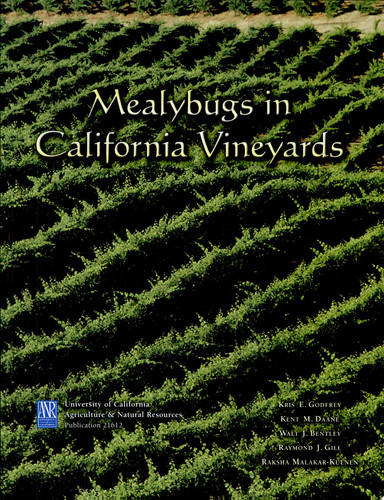 Mealybugs in California Vineyards