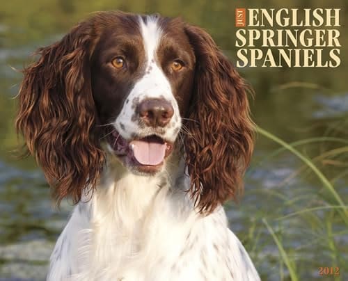 English Springer Spaniels 2012 Calendar