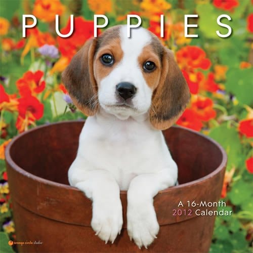 2012 Puppies Wall Calendar