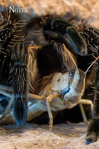 Notes Giant Spider - Lasiodora Albopilosum - with Prey. Format A5, 120 Pages, Fine Light Grey Lined. Daily Entries, Notes and Journal for the Spider Fan, Arachno Friend, Biologist, Entomologist