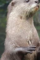 Otter Composition Notebook Primary Ruled Notebook Lined School Journal - 110 Pages - 7. 5 X 9. 25 - Children Kids Girls Boys Teens Women Wide Ruled School Composition Books