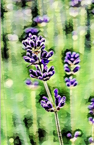 Weekly Planner: A Painting of the Purple Flowers in the Field