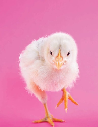 Chicken Journal Large Modern Journaling Notebook with Baby Chick