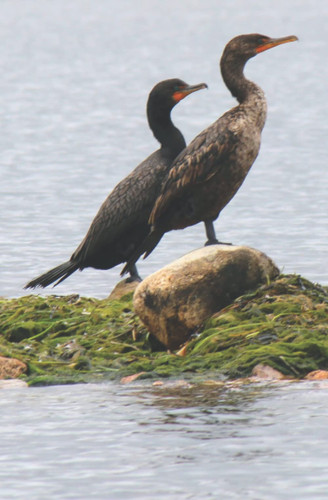 Wildlife Journal Cormorants
