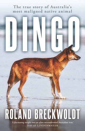 Dingo