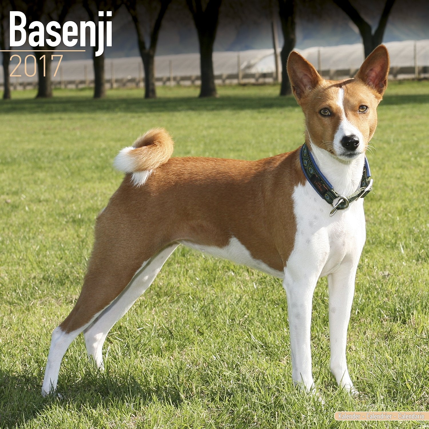 Basenji Calendar 2017
