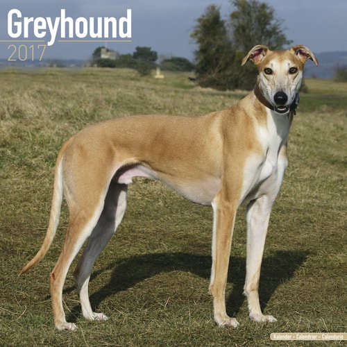 Italian Greyhound Calendar 2017