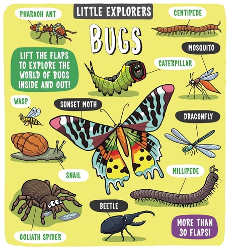 Little Explorer Bugs
