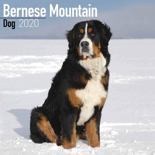 BERNESE MOUNTAIN DOG 2020