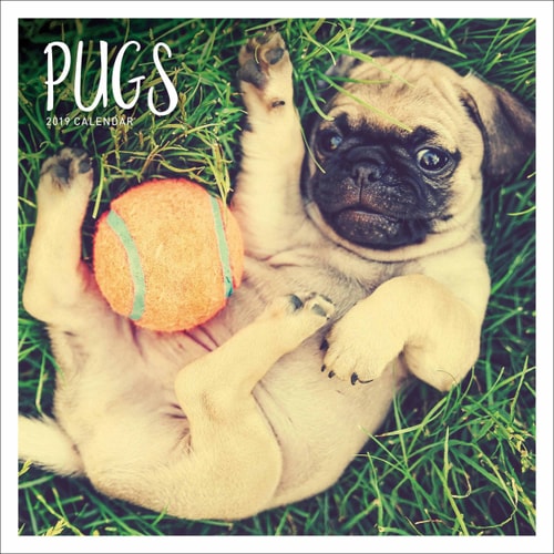 Pug W 2019 (Square)