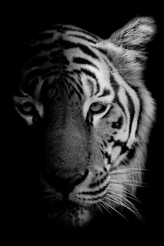 Tiger Notebook Blank Lined Journal, Softcover (6x9 Inches) with 120 Pages
