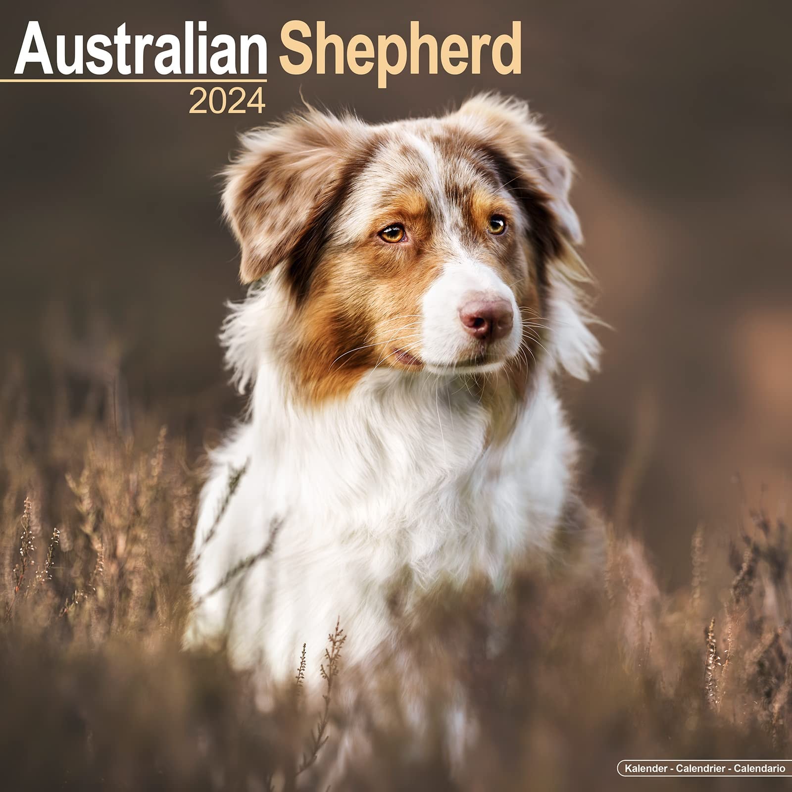 Australian Shepherd Calendar - Dog Breed Calendars - 2024 Wall Calendar