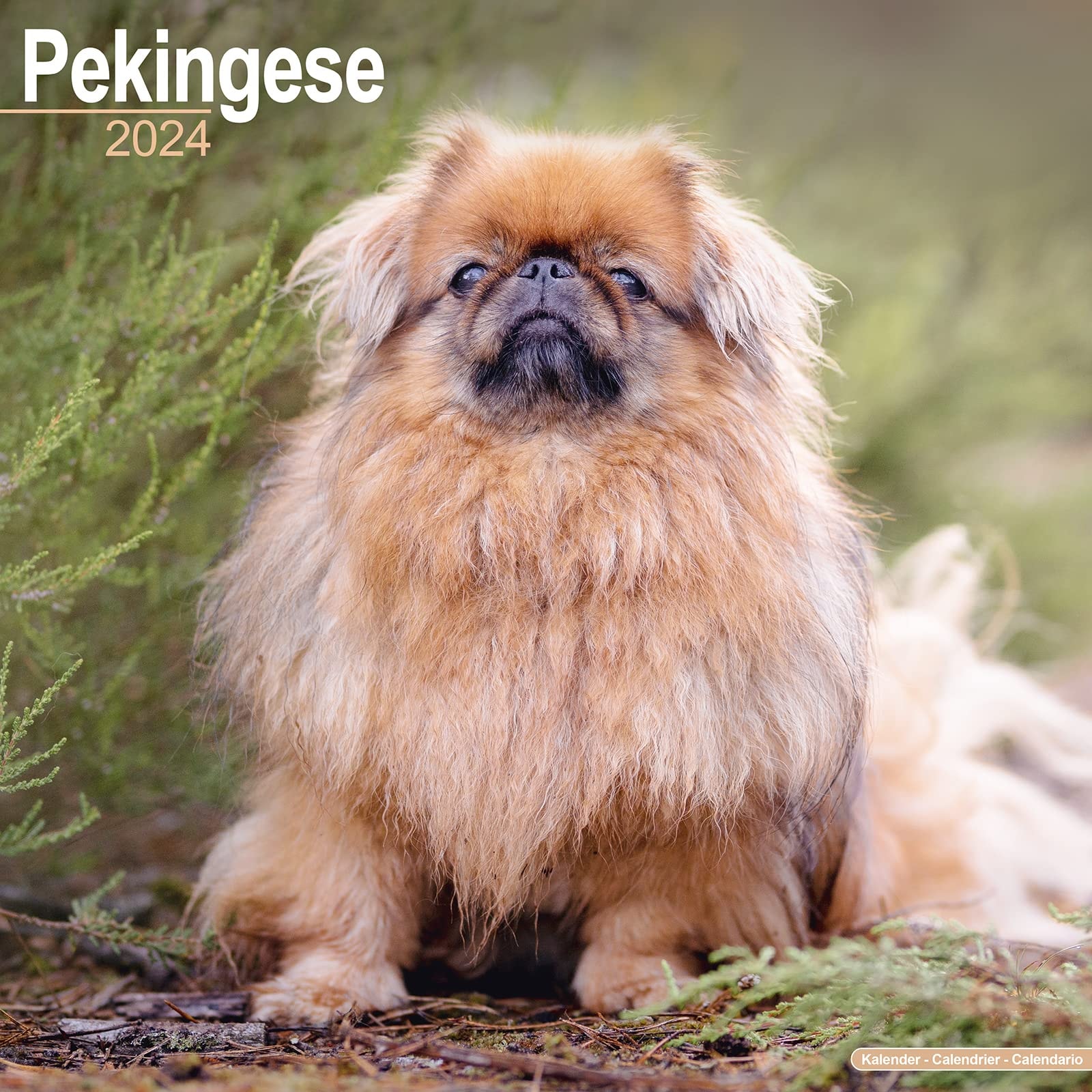 Pekingese Calendar - Dog Breed Calendars - 2023 - 2024 Wall Calendars - 16 Month