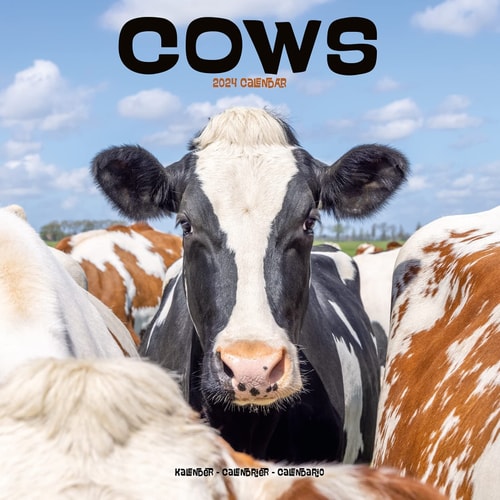 2024 Cows Wall Calendar