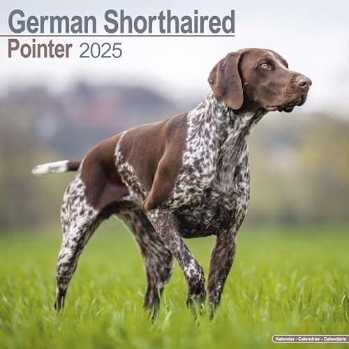 German Shorthair Pointer Calendar 2025