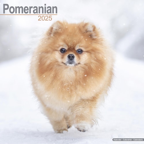 Pomeranian Calendar 2025: Square Dog Breed Wall Calendar - 16 Month