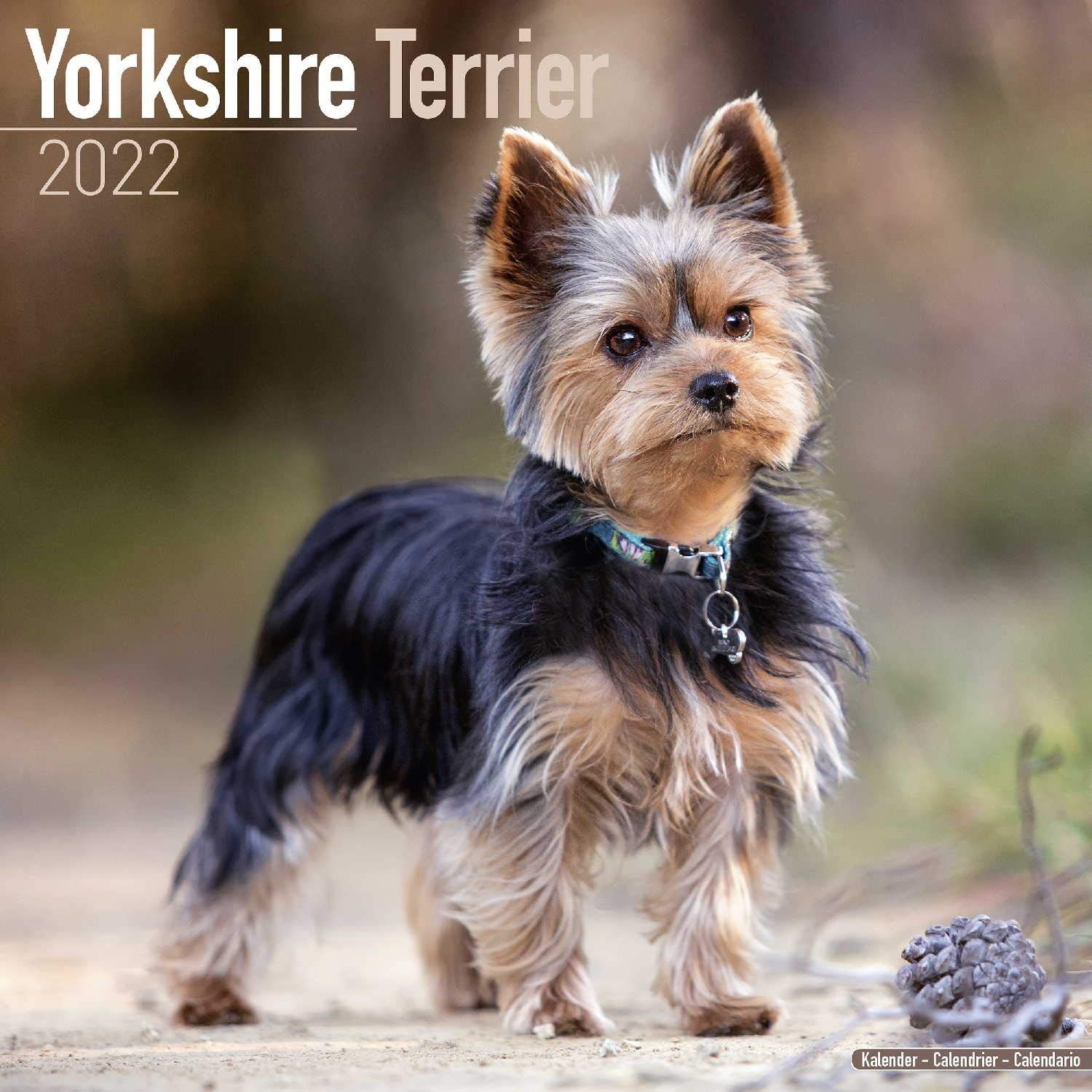 Yorkshire Terrier Calendar 2022