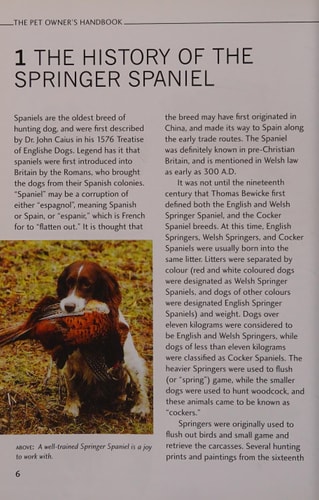 English Springer Spaniel