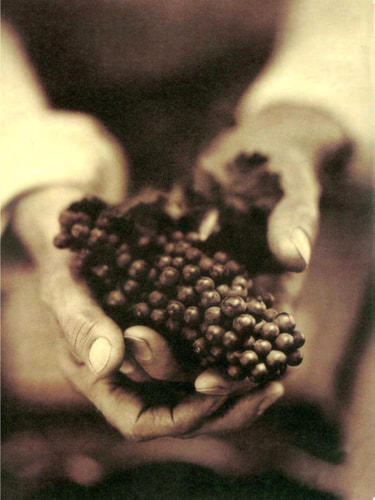 Wine, Food & the Arts, Volume I