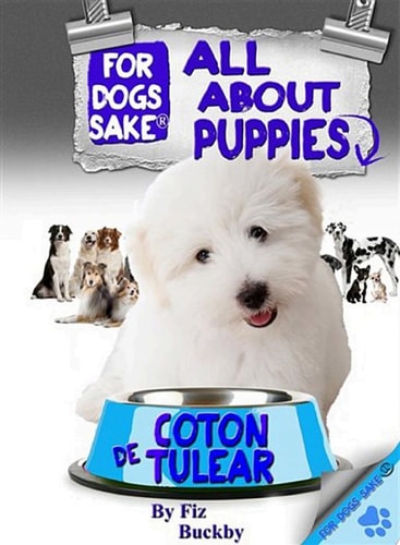 All About Coton de Tulear Puppies
