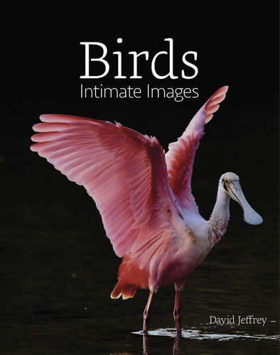 Birds Intimate Images