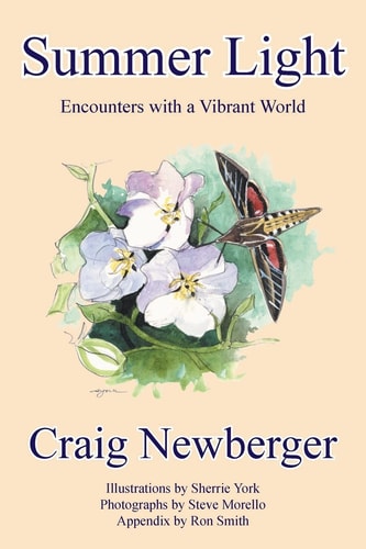 Summer Light Encounters with a Vibrant World