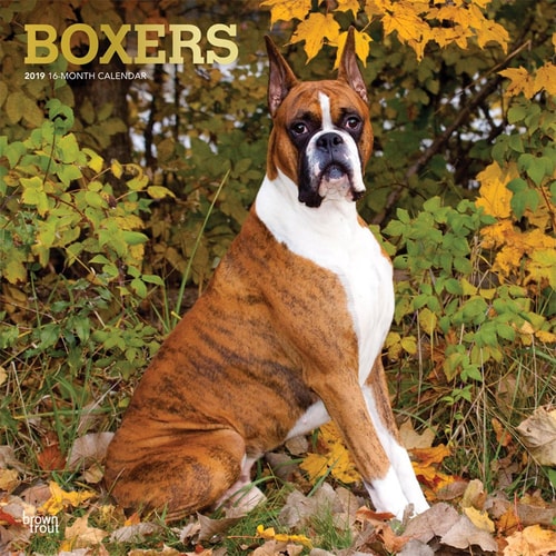 Boxers 2019 Calendar