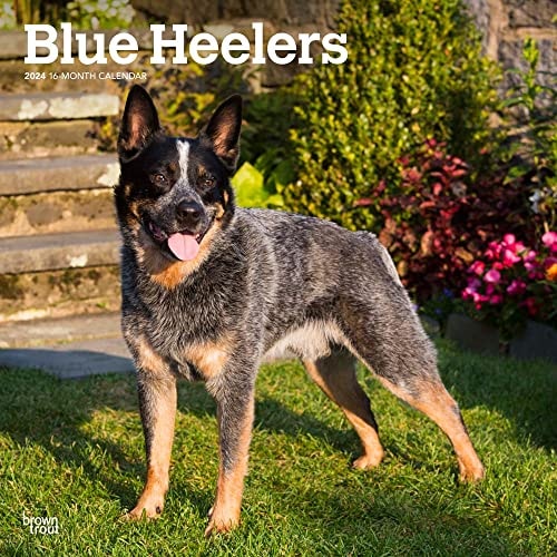Blue Heelers 2024 Square