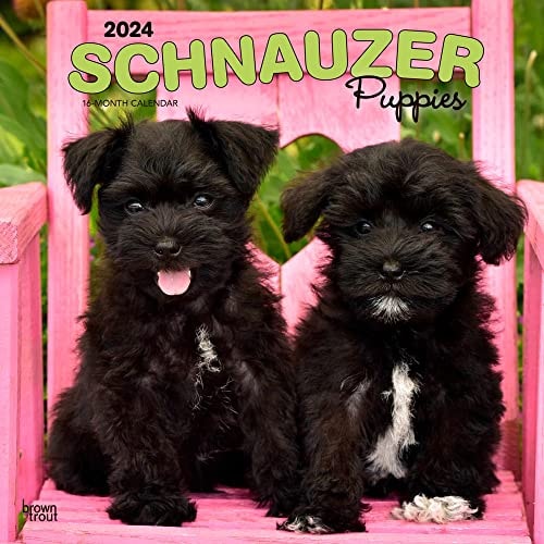 Schnauzer Puppies | 2024 Monthly Square Wall Calendar