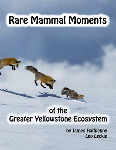 Rare Mammal Moments of the Greater Yellowstone Ecosystem