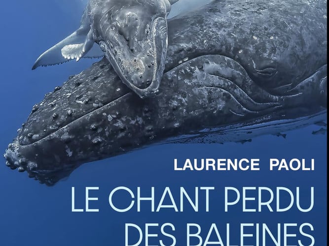 Le chant perdu des baleines - Quand la pollution sonore étouffe les voix de l'Océan
