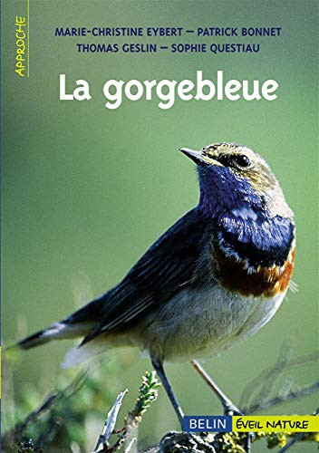 La gorgebleue à miroir