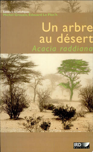 Un arbre au désert Acacia raddiana