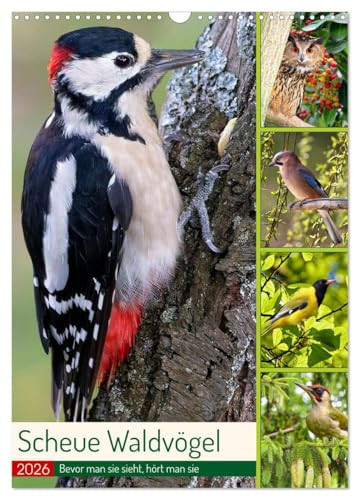 Scheue Forest Birds (Wall Calendar 2026 DIN A3 High), CALVENDO Monthly Calendar