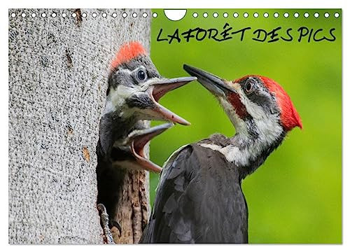 LA FORÊT DES PICS (Calendrier mural 2026 DIN A4 vertical), CALVENDO calendrier mensuel: 13 photos des pics de la forêt québécoise.