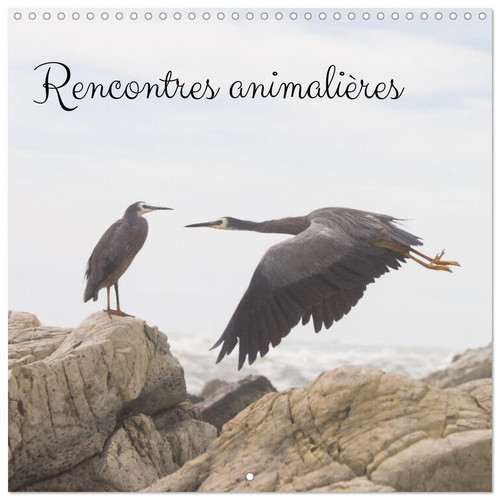 Rencontres animalières (Calendrier mural carré 2026 30x30 cm) Calendrier double avec une page pour vos prises de notes: Photographies animalières prises lors de différents voyages
